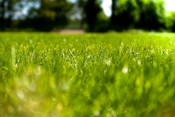 green lawn